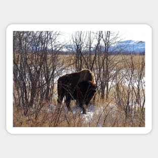 Colorado Buffalo Sticker